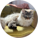 Alyce Van Staveren profile picture